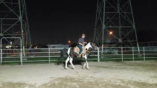 Con Mi Caballo El Tarahunara Pinto Bailador