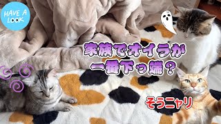 こたろうの日常【16】😹😹💤💤【Kotaro's daily life🐾🐾】