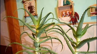 Алоэ (столетник) . Целебные свойства. Рецепты. Алоэ (столетник) . Целебные свойства. Рецепты.