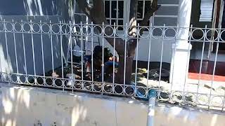 SEDOT WC LAREN LAMONGAN (WA) 085733322555