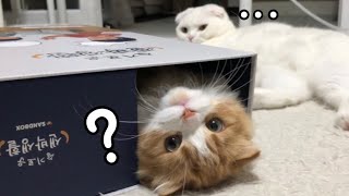 (ENG SUB) The cat Muji can't get into the sandbox?