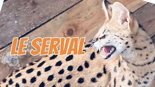 Le serval - les différences entre un bébé serval et un chaton