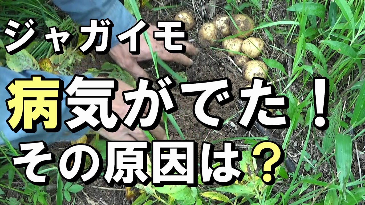 自然農 ジャガイモの病気が出た その原因は 今後の対策は 21年5月18日 Natural Farming Youtube