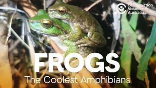 Help Australia's native frogs  the coolest amphibians