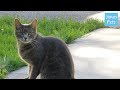 ブラジル初の血統猫!ブラジリアンショートヘアー/Brazilian Shorthair - Japan Pets