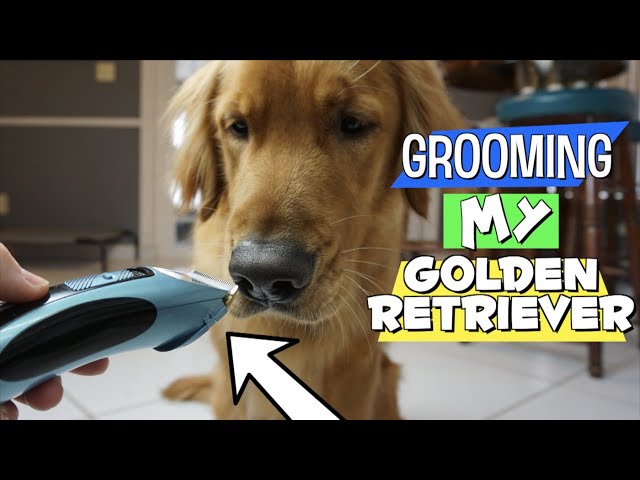 can I use clippers on my golden retriever? 2