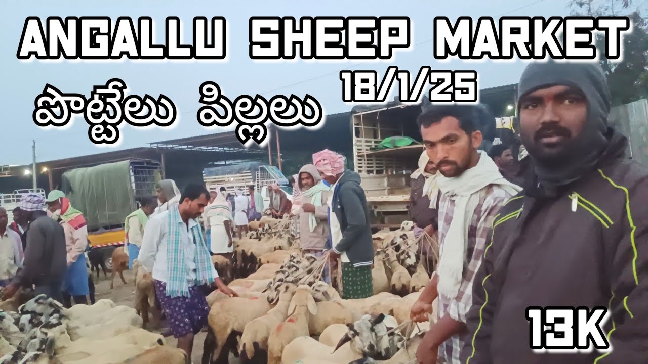 Angallu Sheep Market Every Saturday 🐏🐑 🐑 - YouTube