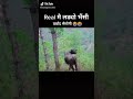 भैंसी लड्यो भिरबाट ।।