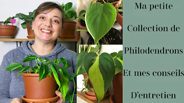 Où placer son philodendron ?