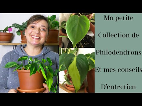 Vidéo: Les plantes de philodendron peuvent-elles pousser à l'extérieur : prendre soin de votre philodendron à l'extérieur