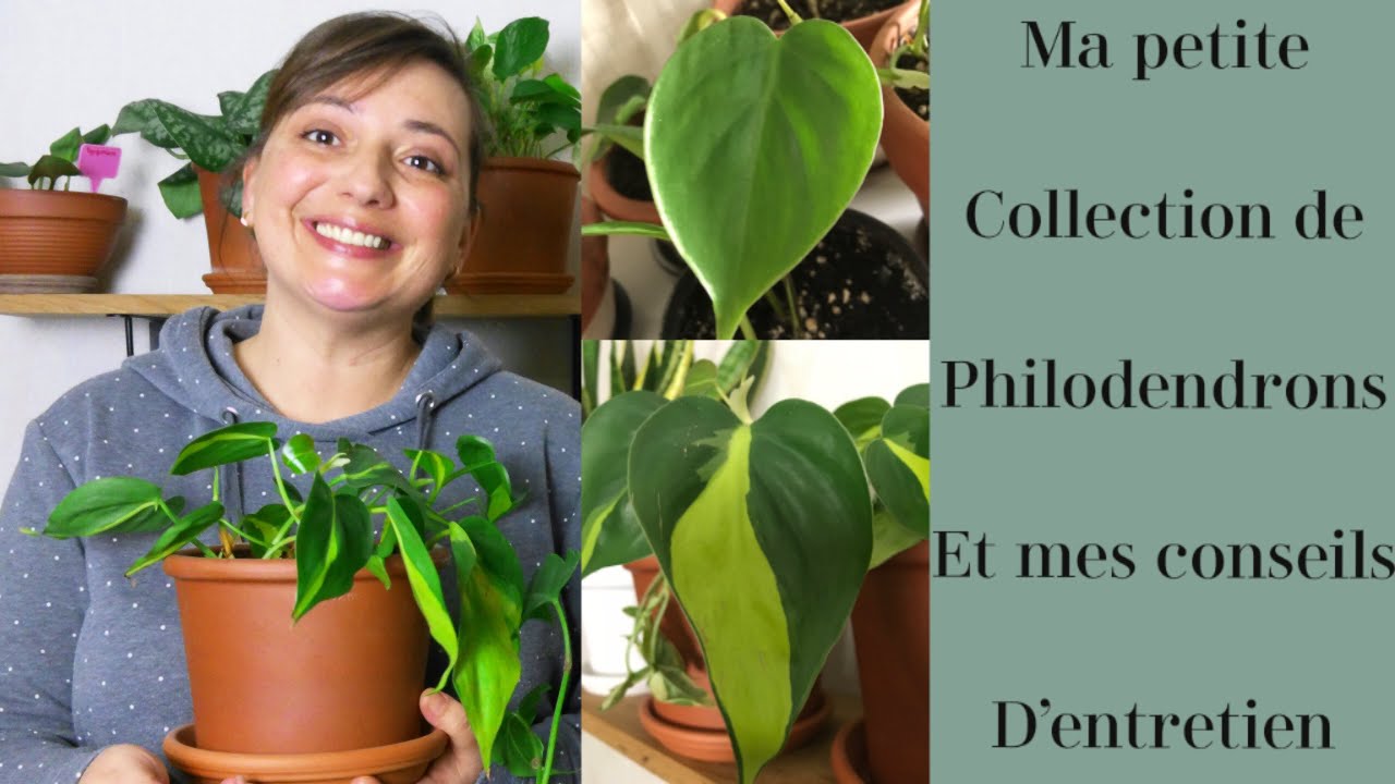 philodendron green prince Philodendron Green Princess