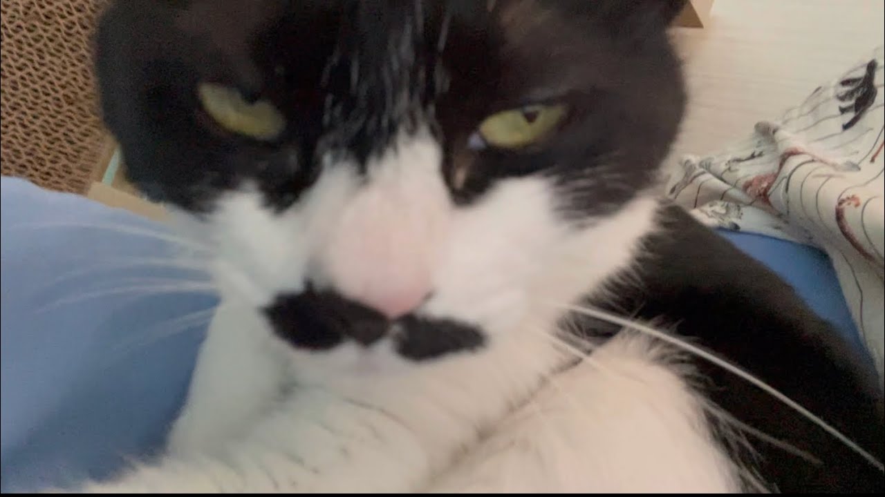 복숭아를 드시오.