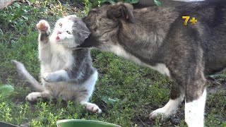 Dogs stole food from a hungry cat
