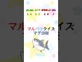マルバツクイズマグロ #shorts #おさかな #マグロ