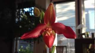 Phragmipediums Andean Fire Orchid care