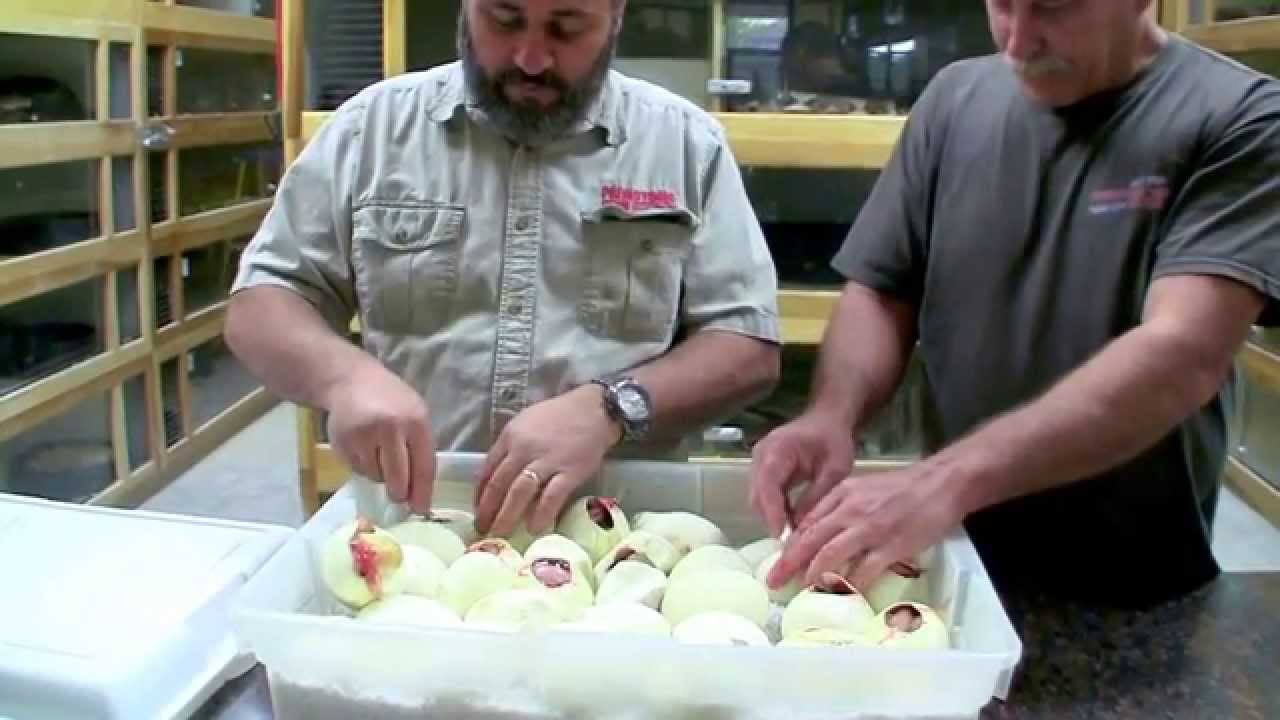 alligators miami Lazy Tim