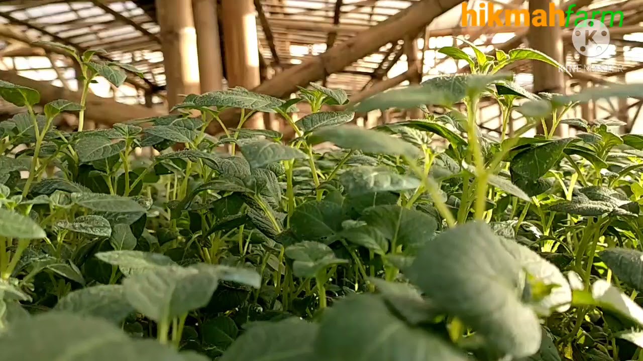 Penanaman Stek Plantlet dan Tunas Berakar ke Lahan untuk Produksi Benih Kentang G2