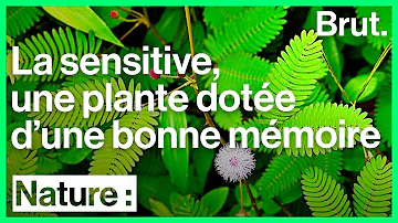 Comment s'occuper d'un Mimosa pudique ?