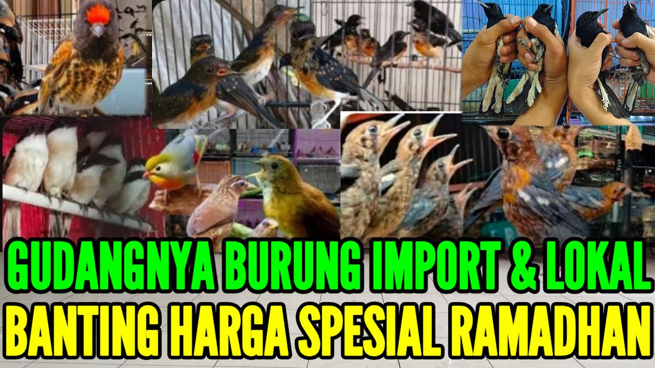 🔴 BANTING HARGA !! BANYAK PILIHANNYA FULL BURUNG LOKAL & IMPORT 0838-7553-6945