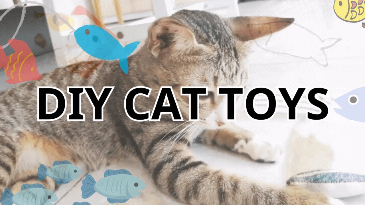 Tự làm đồ chơi cho mèo DIY cat toys YouTube