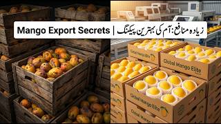 Mango Sorting, Grading & Packing Secretsآم کی چھانٹی، درجہ بندی اور پیکنگ : برآمدات میں اضافے کا راز