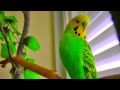 Говорящий попугай Гоша-говороша 4