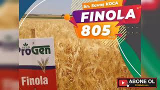 En Verimli Arpa Finola 805 Kg. Biçerler Yürümüyor