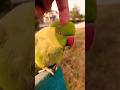 Parrot Short Video ❤️ Shot No.94 #birds #birdslover #pets