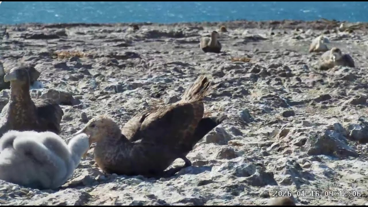 Patagonia Azul, Chubut wyspa Gran Robredo 16 01 2026 ~ południowy petrel olbrzymi, karmienie