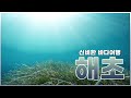 신비한 바닷속 모험 해초 Seaweeds 海藻 海藻类 Algas Marinas Alga Marinhas Rong Biển सम द र श व ल 알오션EP7 신비한 바닷속 모험 해초 Seaweeds 海藻 海藻类 Algas Marinas Alga Marinhas Rong Biển सम द र श व ल 알오션EP7
