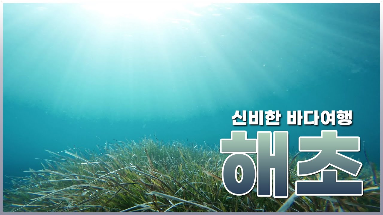 신비한 바닷속 모험! 해초│seaweeds│海藻│海藻类│algas marinas│alga marinhas│rong biển ...