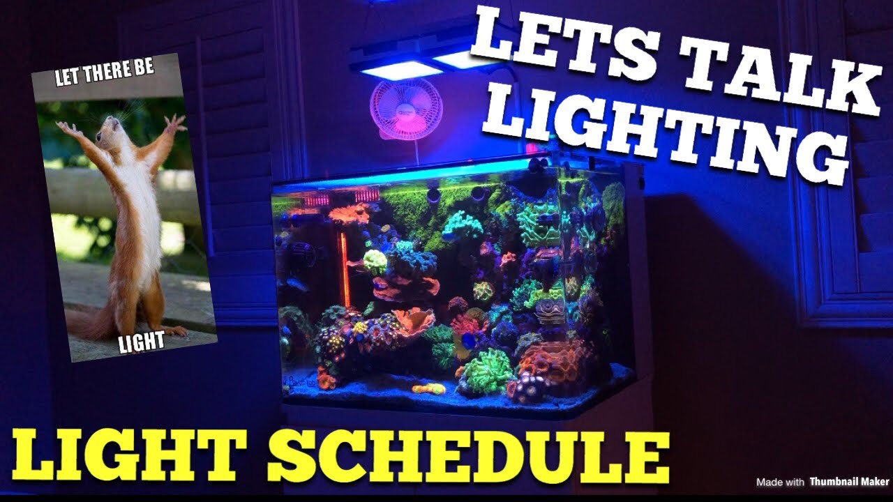 Best Light Schedule for Corals - YouTube