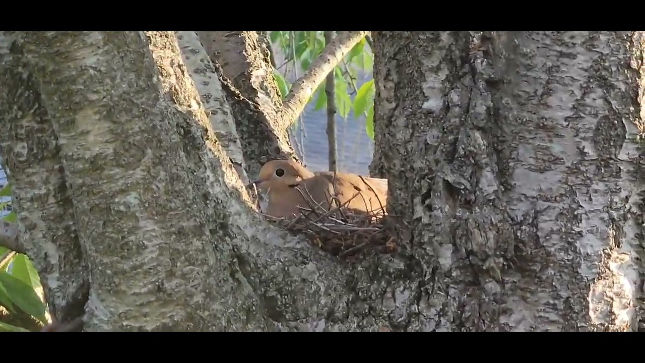 More Baby Birds Nests In My Yard...Mourning Doves? - YouTube