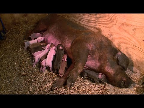 the incredible dr. pol apocalypse cow the incredible dr. pol apocalypse cow