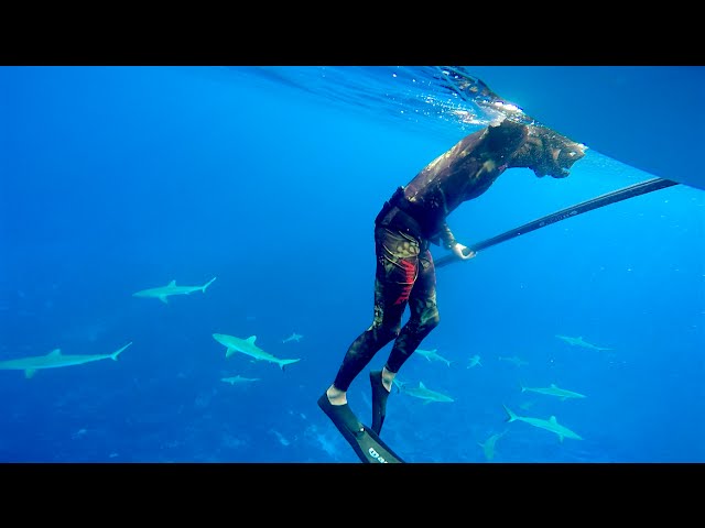 Diving with just short of a Billion MAN EATING SHARKS (Sailing La Vagabonde) Ep. 53