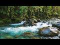Gentle Forest River Sounds 🌊 Calm White Noise for Relaxation