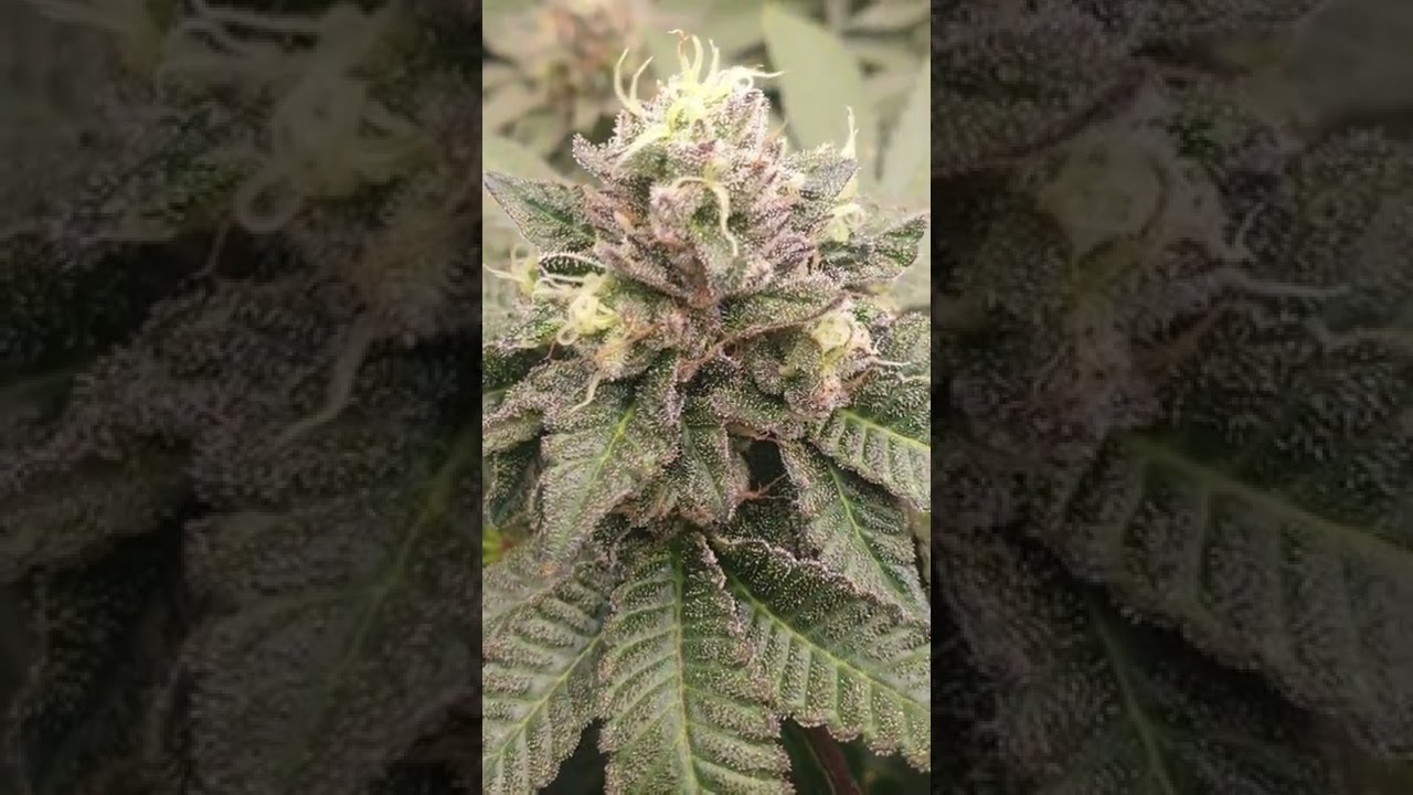 My first indoor grow!! amazing!