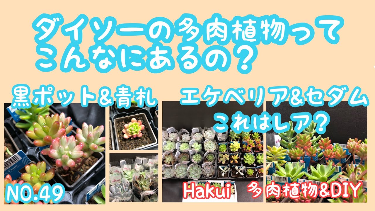多肉植物】【ダイソー多肉】春！4月になりました♡黒ポットと青札のご