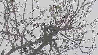 Picapinos de Gran Canaria y Canarios de monte entre la niebla