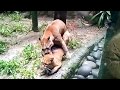 Kucing Emas  Raksasa Di Taman Safari Bogor