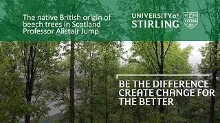 Beech trees are native to scotland – despite a long-running debate
over their national identity, researchers at the university of
stirling and science ad...