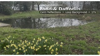 Pond & Daffodils: Calm Reflections (Loop Background, 17s) screenshot 5