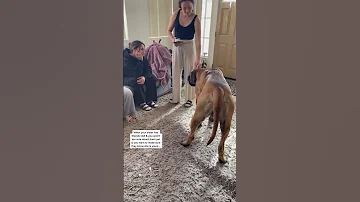 My Sister Held Hostage By Drool From My HUGE Puppy Dog Dogs Cutedogs Funnydogs Shorts 