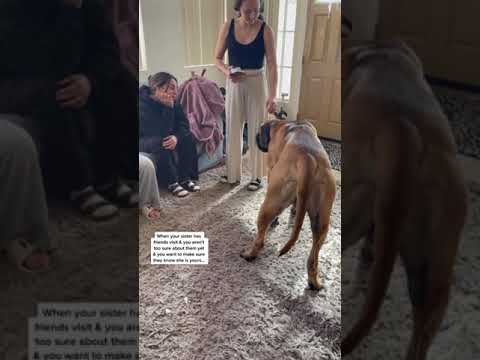 Video: Dogul mic a fost marcat cu 