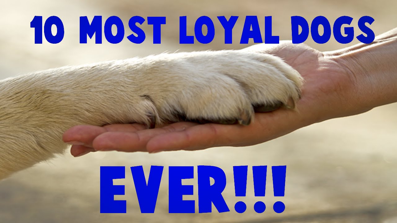 top 10 loyal dog breeds