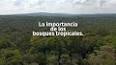 La Importancia de los Bosques Tropicales para la Biodiversidad ile ilgili video