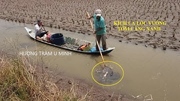 đi kích cá vuông tôm càng xanh máy kích cá chuyên nước mặn lợ bao lên đẹp | #hương_tràm_u_minh