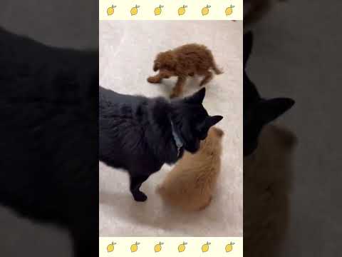 犬のようちえん・ほいくえん・お泊りトレーニング・スキッパーキ#犬のしつけ#shorts
