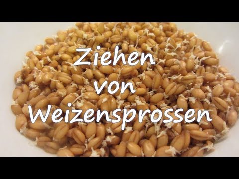 Video: Sind Weizenkeime ein Getreide?