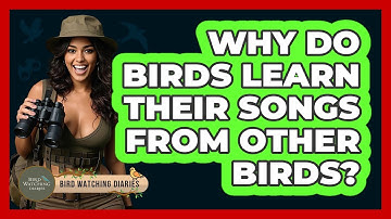 Why Do Birds Learn Their Songs From Other Birds? - Bird Watching Diaries